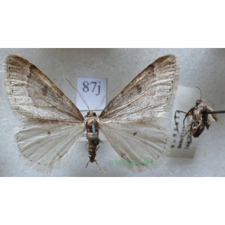 Theria rupicapraria (Denis & Schiffermüller, 1775) pair Wiosennica porożyca Czech87j